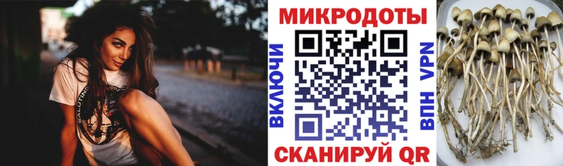 Псилоцибиновые грибы прущие грибы Купить Гороховец